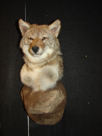 Coyote shoulder